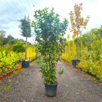 Vavrínovec lekársky (Prunus laurocerasus) ´NOVITA´ - výška 210-240 cm, kont. C25L
